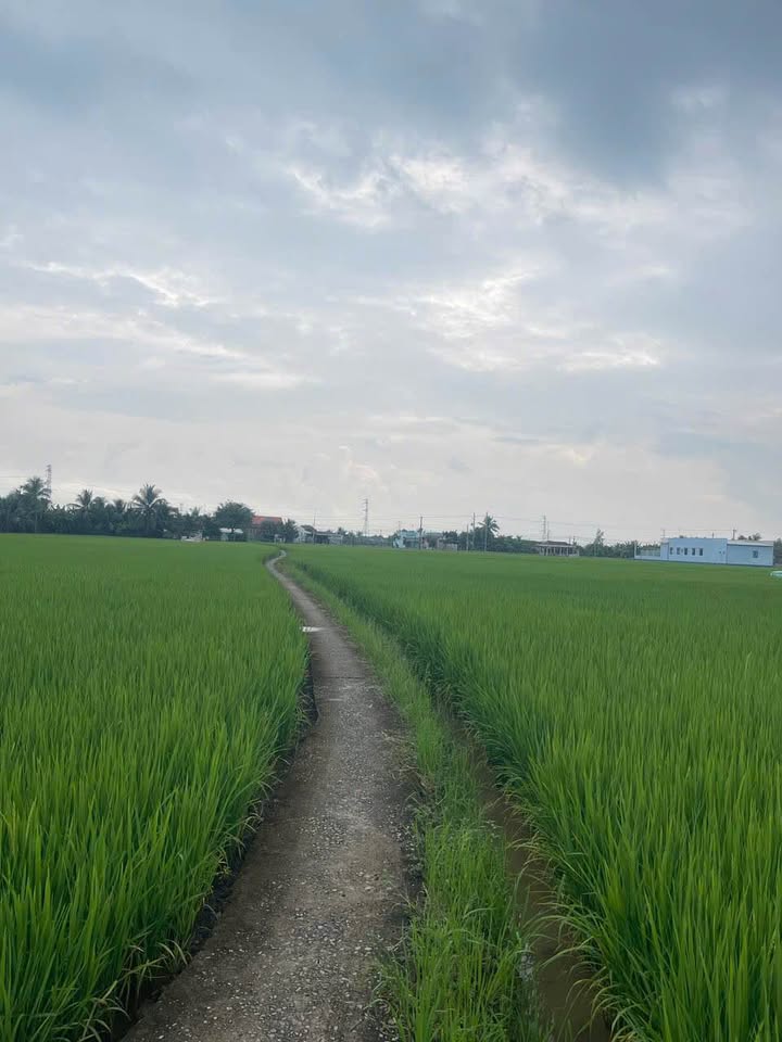 Đất lúa 1.843m² tại Lạc Tấn, Tân Trụ, Long An - Bán gấp chỉ 899 triệu!