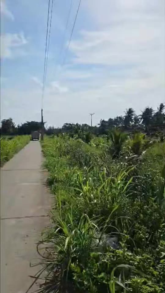 Đất trồng dừa 9000m² tại Kim Hòa, Cầu Ngang - Giá 210 triệu, sổ hồng chính chủ!