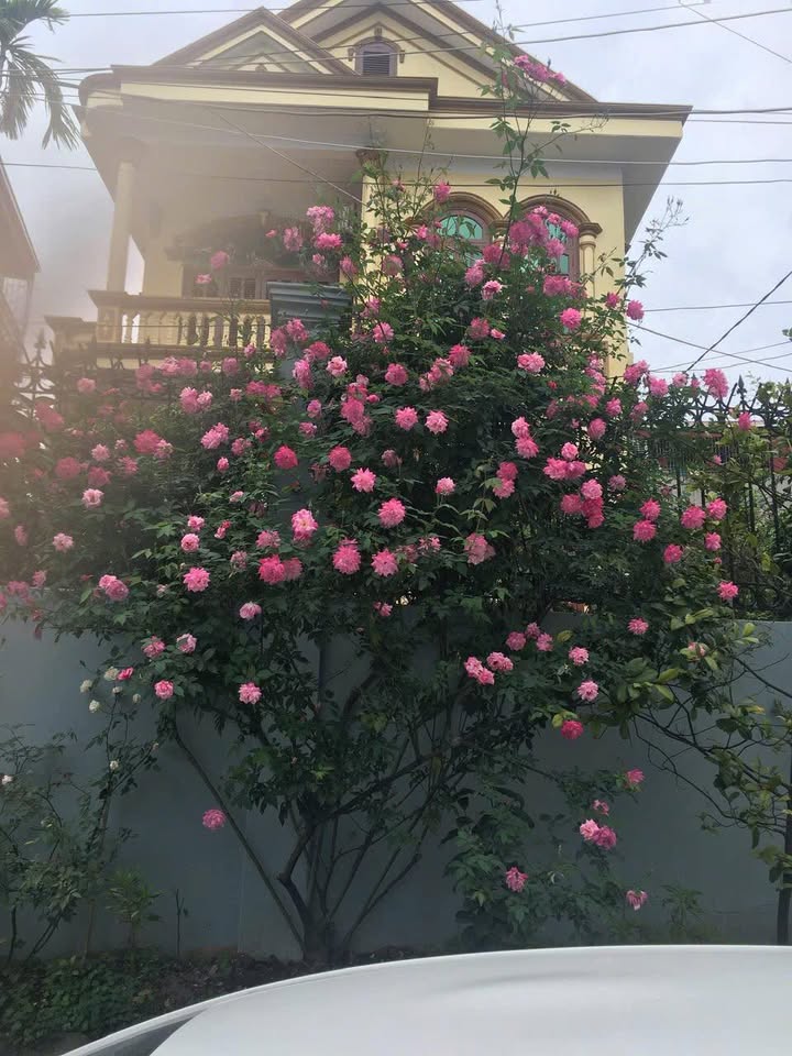 Biệt thự sân vườn 200m² Hạ Long giá 1 tỷ - Chính chủ, sẵn sàng giao dịch!