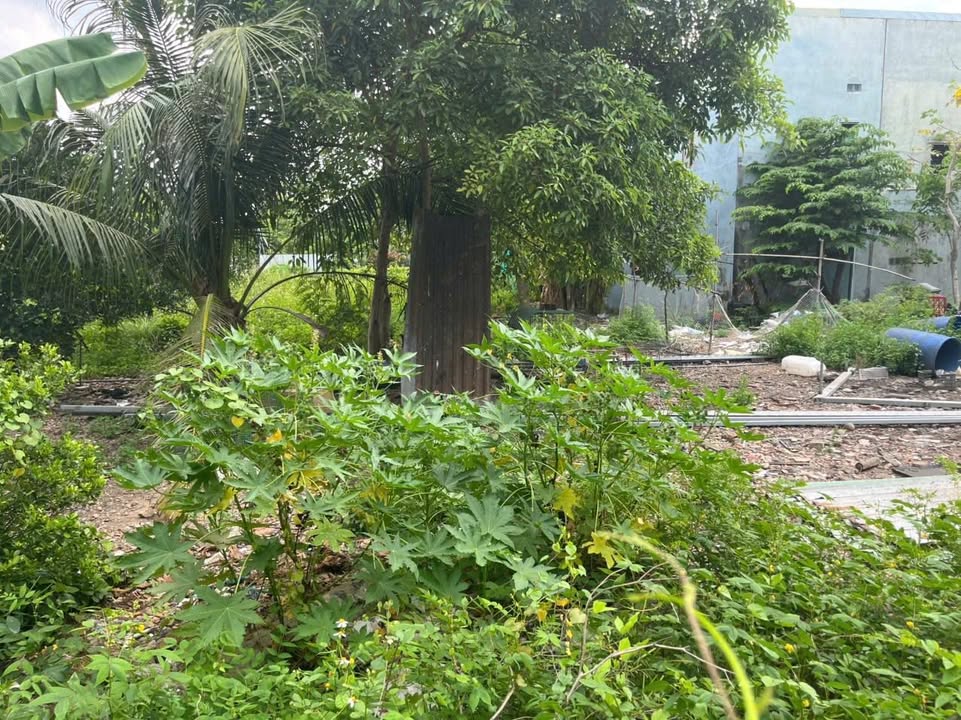 Đất nền đường Hà Huy Giáp, quận 12 - Diện tích 55m², giá chỉ 3 tỷ!