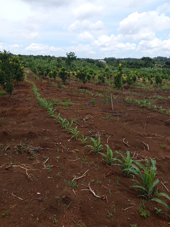 Lô đất Farm 5,7 sào tại Xuân Phú, Ea Kar, Đắk Lắk giá 1,2 tỷ - Đầu tư sinh lời ngay!