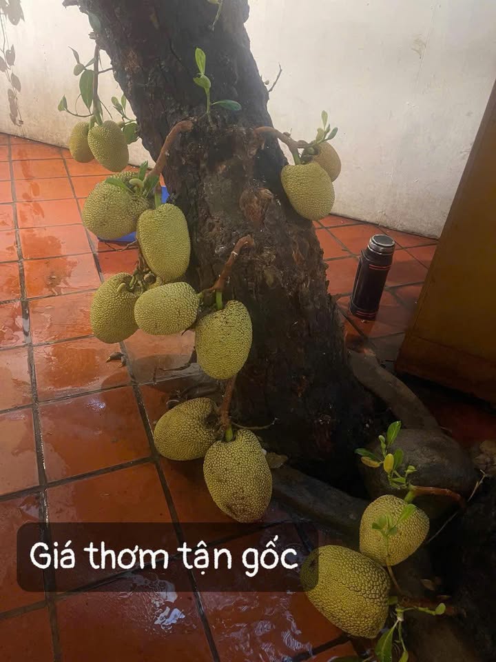 Nhà một lầu hẻm xe hơi Nguyễn Kiệm, Phú Nhuận 99m² giá 11,5 tỷ - Sáng giá, cơ hội đầu tư!