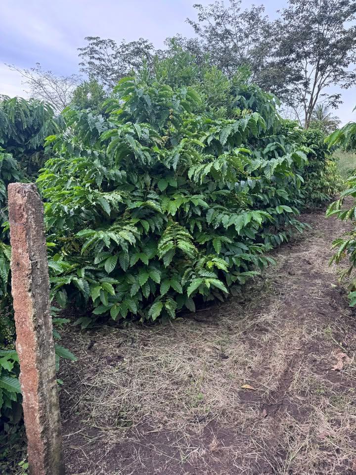 Farm 4 sào cà phê xã Eakhanh, Ea H'leo giá 1.199 tỷ - Sổ hồng chính chủ!