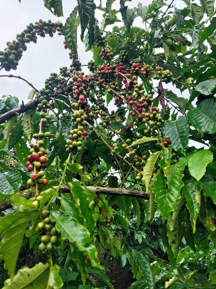 Đất vườn Lộc Ngãi Bảo Lâm 13.320m² giá 1.75 tỷ - Tiềm năng sinh lời cao!