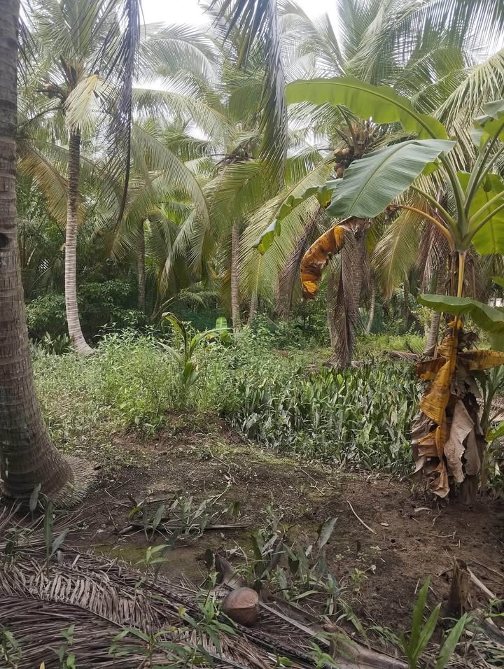 Đất vườn dừa 11.000m² tại Mỏ Cày Bắc, Bến Tre - Giá chỉ 6.05 tỷ, đầu tư sinh lời!