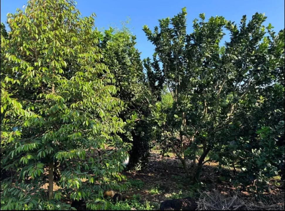 Đất nền Phú Lộc, Tân Phú 3600m² giá 489 triệu - Sẵn sàng đầu tư!