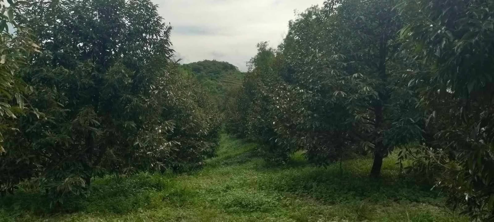 Lô đất farm sầu riêng 1,3ha Đạ Huoai - Giá chỉ 6,5 tỷ, thương lượng nhẹ!