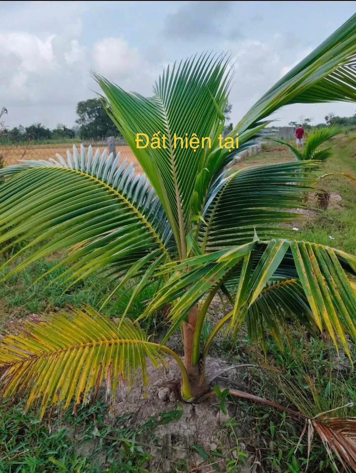 Đất công mặt tiền 2 đầu kênh, xã Châu Thành, 2228m² giá 800 triệu - Cơ hội đầu tư tuyệt vời!