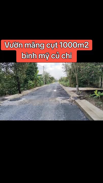 Bán vườn măng cụt 1.000m² tại Bình Mỹ, Củ Chi - Đầu tư sinh lời ngay!