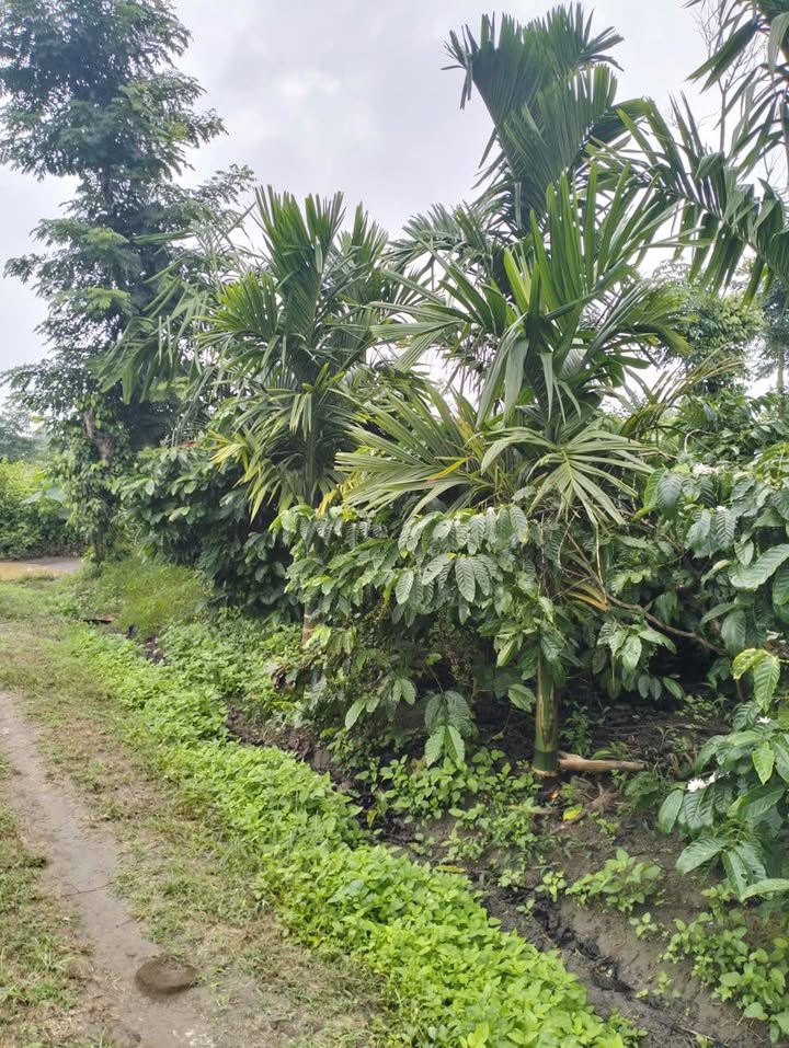 Đất 3 sào Ea Tiêu, Cư Kuin, Đắk Lắk - Sổ hồng chính chủ, giá chỉ 2.1 tỷ!