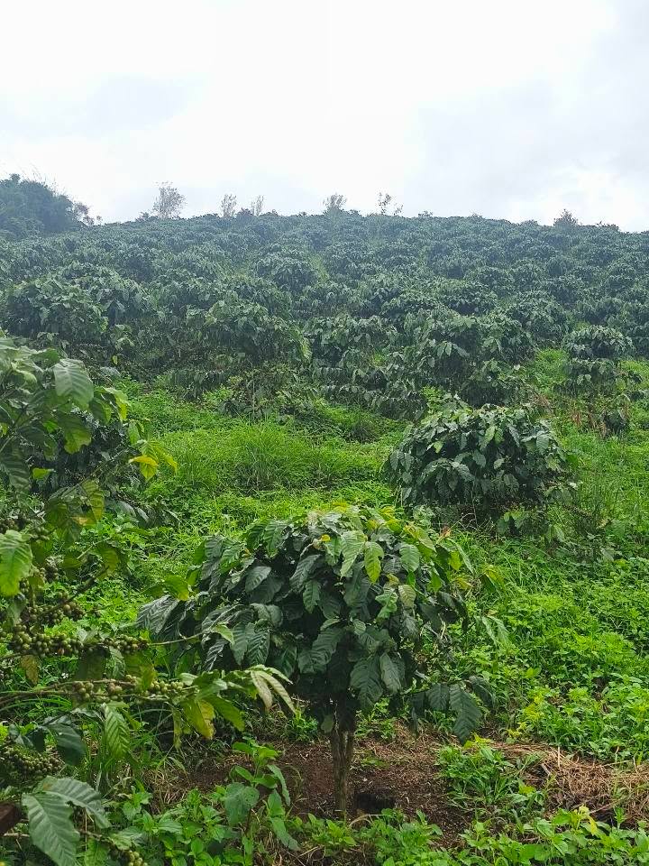 Đất nông nghiệp tại Thôn 10 Tân Thanh 32,400m² giá 2.2 tỷ - Cơ hội đầu tư tuyệt vời!