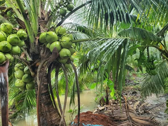 Bán vườn dừa tơ Trà Vinh 10.000m² giá 4 tỷ - Đầu tư sinh lời hấp dẫn!