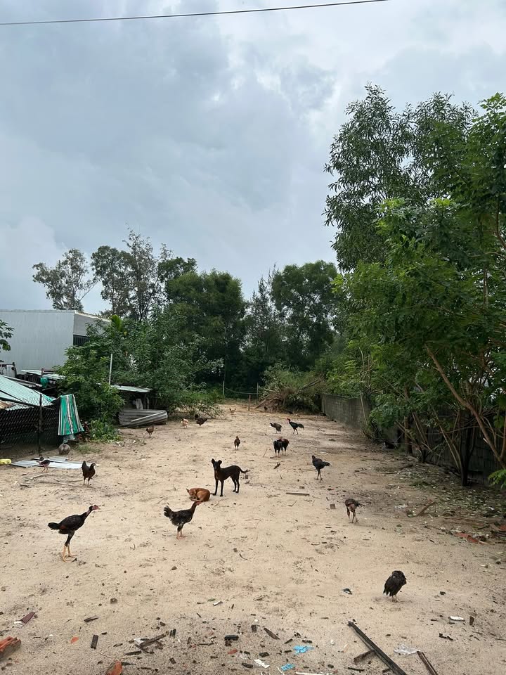 Đất kiệt ô tô Mai Đăng Chơn 153m² giá 3.X tỷ - Pháp lý rõ ràng, phong thủy tốt!