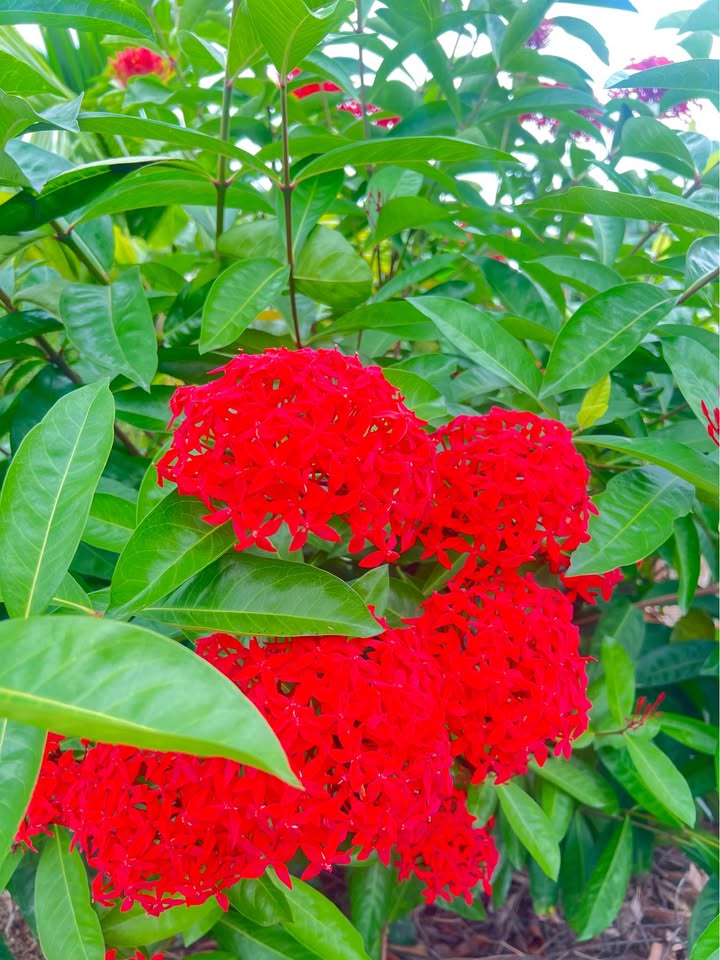 Đất thổ cư Lục Nam 250m² - Mặt đường lớn, giá chỉ 8xx triệu!