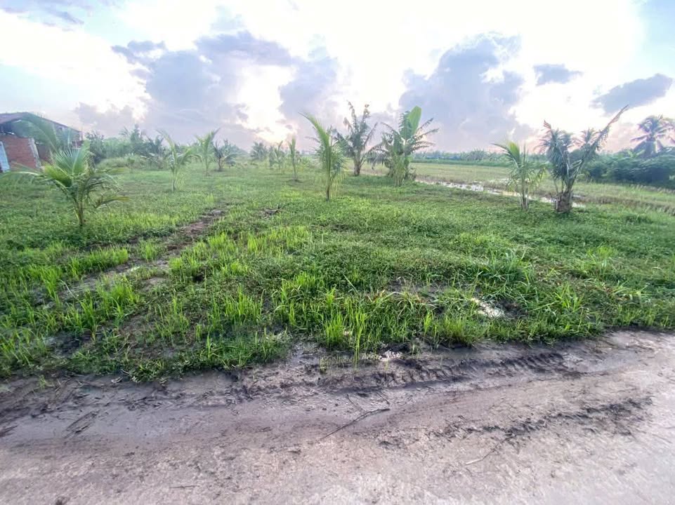 Đất vườn dừa An Ngãi Trung 12230m² giá 2.9 tỷ - Cơ hội đầu tư hấp dẫn!