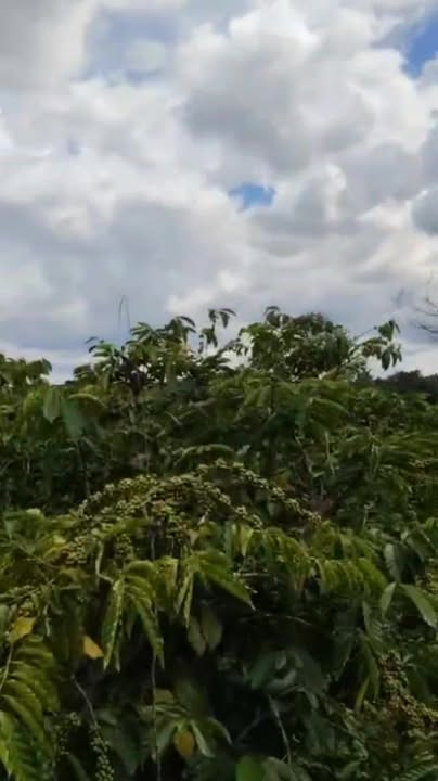 Đất nền 1620m² tại thị trấn Iakha, Ia Grai, Gia Lai - Giá 800 triệu, sổ đỏ chính chủ!