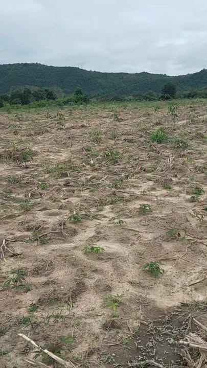 Đất nền thổ cư xã Ea H'Leo 24.743m² giá 1.6 tỷ - Pháp lý rõ ràng, chính chủ!