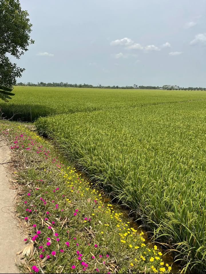 Đất nông nghiệp 70.000m² Phước An, Châu Thành, Sóc Trăng - Chính chủ, giá thỏa thuận!