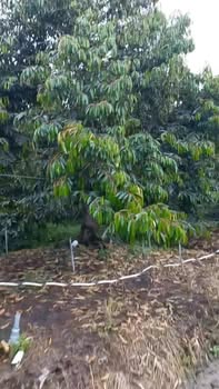 Đất vườn sầu riêng Mỹ Phú 4500m² giá 2.925 tỷ - Đầu tư sinh lời ngay!