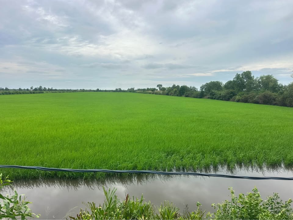 Farm 26 công tại ấp Song Chinh, Kiên Lương - Đất lúa tôm, giá thỏa thuận!