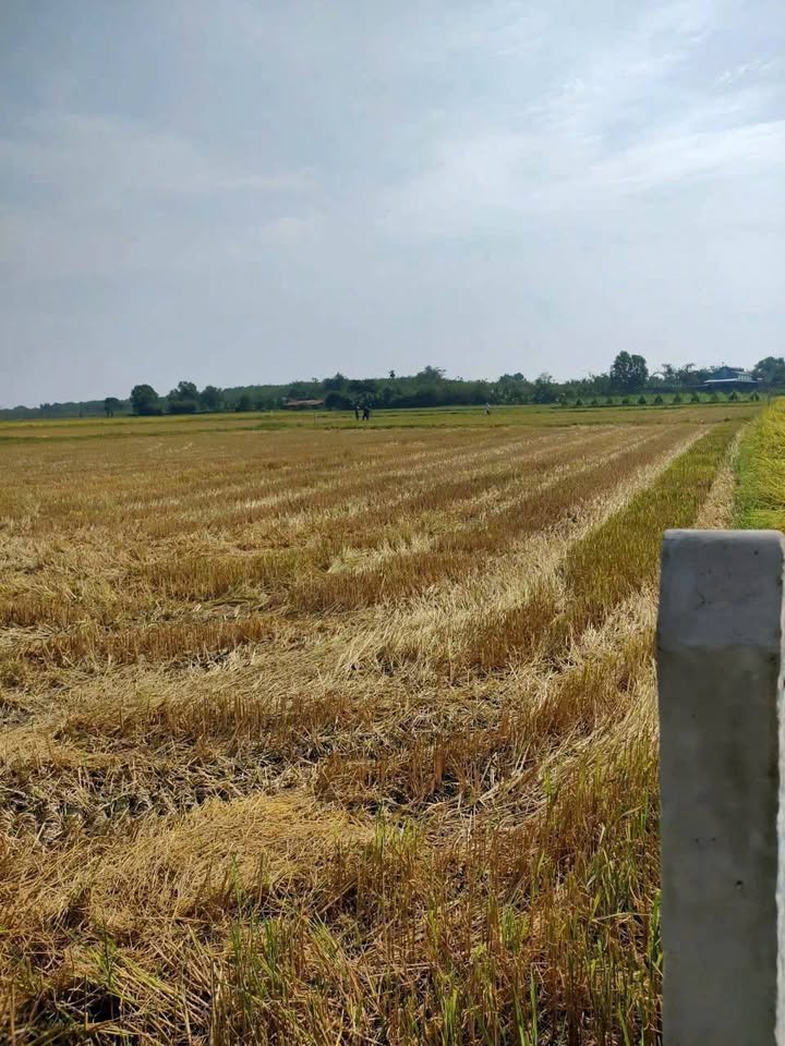 Đất trồng cây xã Tân An Hội 7000m² giá chỉ 7 tỷ - Cơ hội đầu tư tuyệt vời!