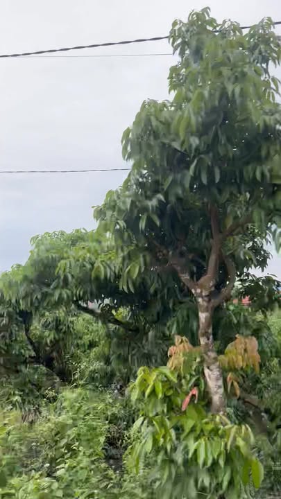 Đất thổ cư 123m² giá 1 tỷ tại xã Tân Lập - Đầu tư sinh lời cao!