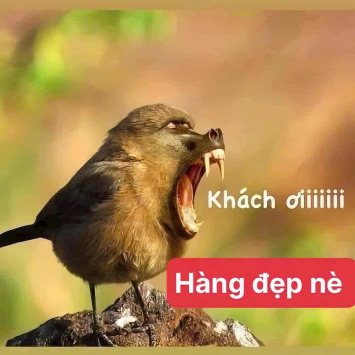 Chính chủ cho thuê CHDV tại Bình Thạnh 60m² chỉ 3.3 triệu - Không thể bỏ lỡ!