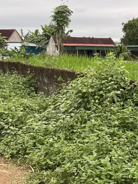 Đất thổ cư Nghĩa Tiên, Thái Hòa 224m² giá 300 triệu - Đầu tư sinh lời ngay!