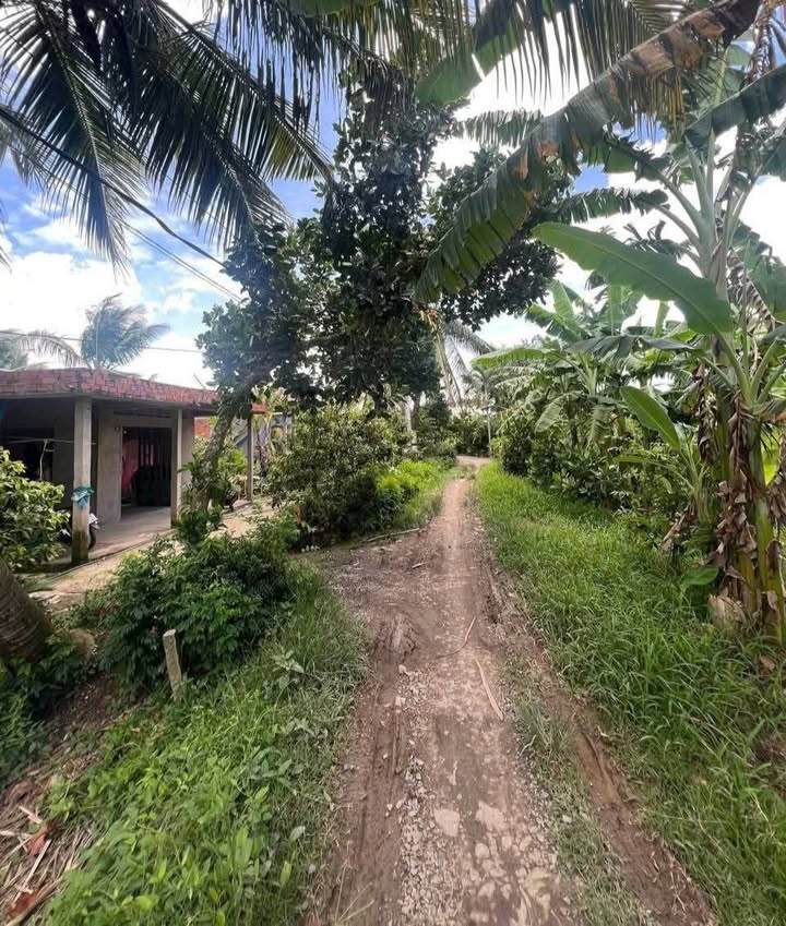 Đất trồng sầu riêng 5443m² tại Mỹ Hội - Giá chỉ 2.4 tỷ - Đầu tư sinh lời ngay!