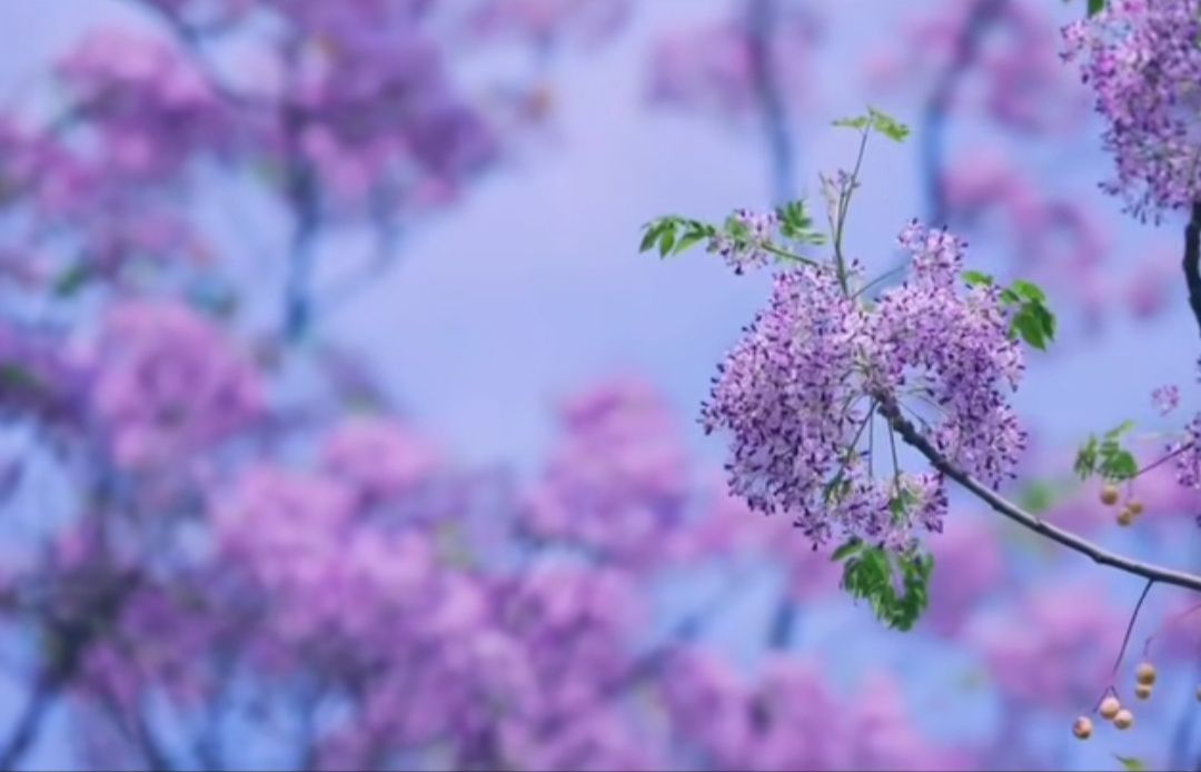 Shophouse Vĩnh Điện 127m² giá 2 tỷ - Kinh doanh thuận lợi ngay chợ