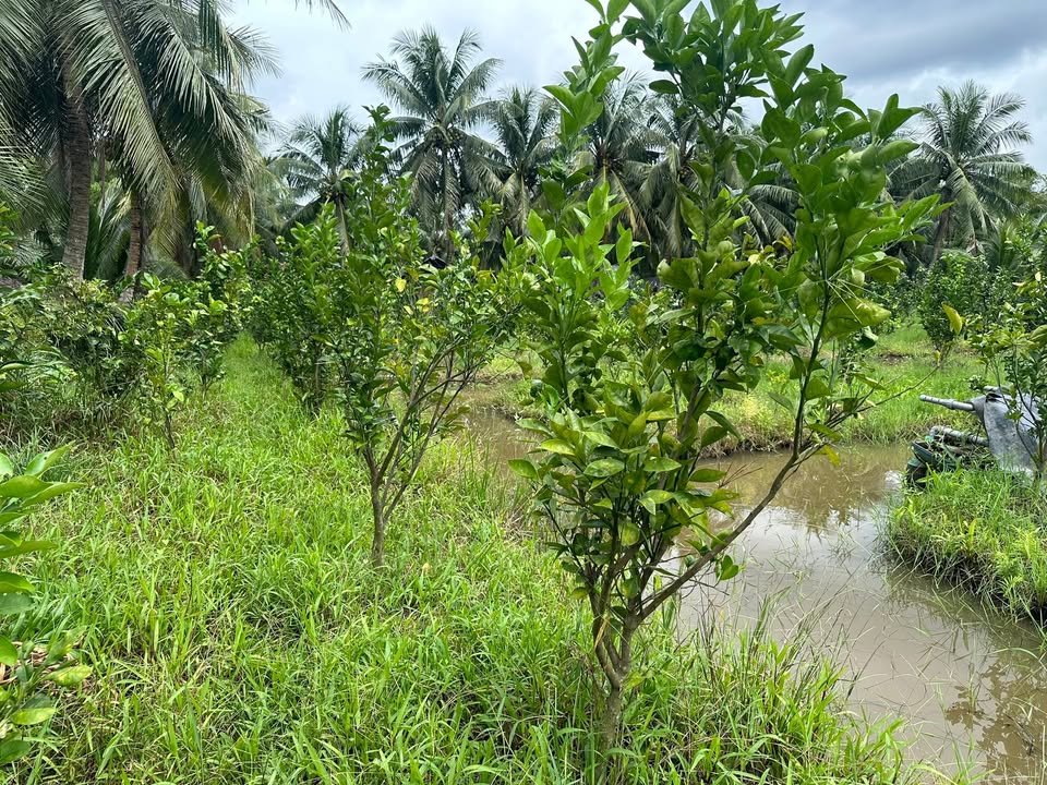 Đất Farm 4500m² Nhị Long Phú, Càng Long - Cây ăn trái sẵn, Giá 1.8 tỷ!