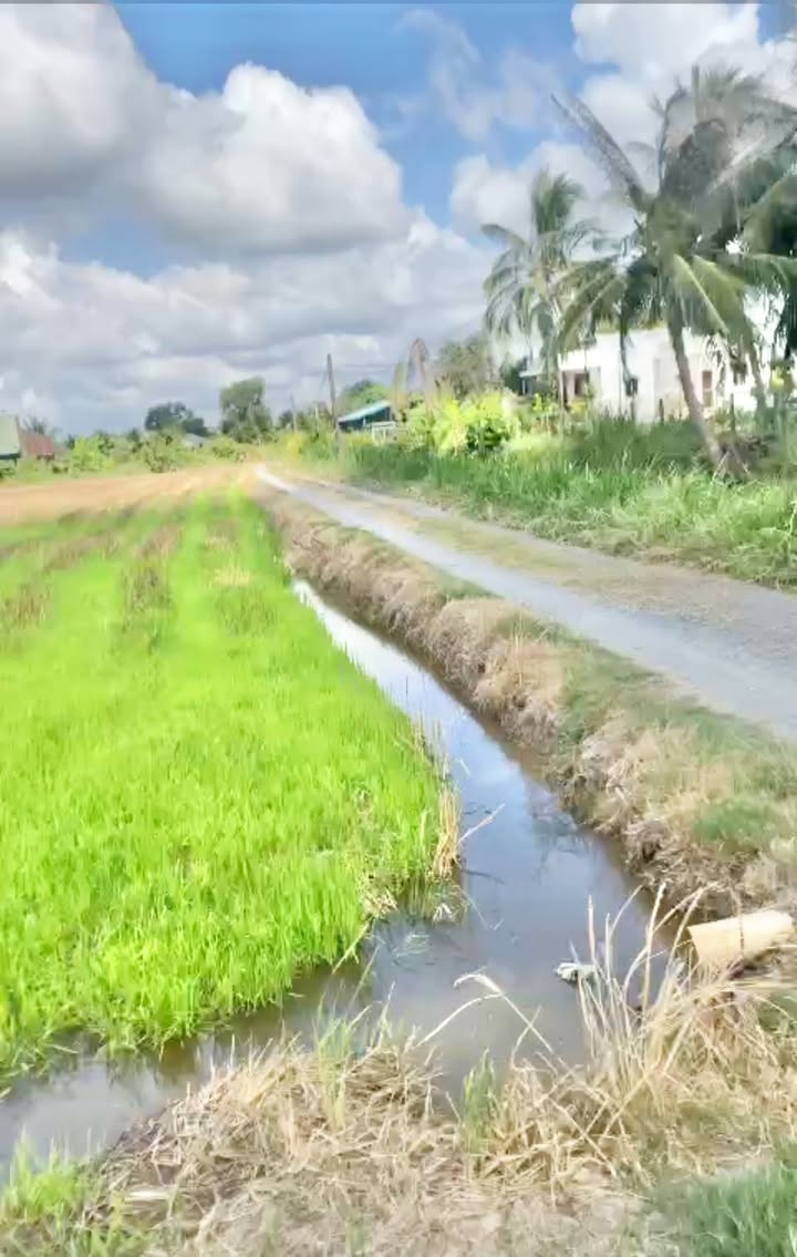 Đất lúa 5000m² tại Bình Thạnh, Thủ Thừa, Long An - Giá chỉ 1.2 tỷ, thương lượng ngay!