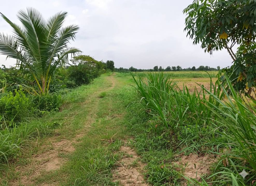 Đất Tân Xuân, Ba Tri 1500m² chỉ 320 triệu - Cơ hội đầu tư không thể bỏ lỡ!