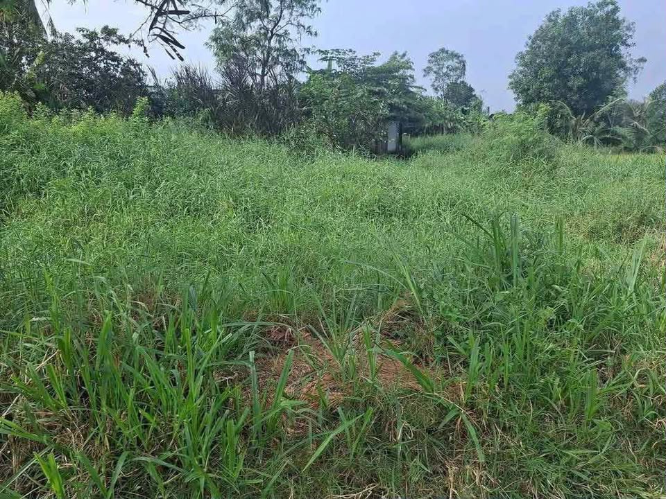 Đất thổ cư 800m² Phường Bình Xuân, Tiền Giang - Giá chỉ 650 triệu, thương lượng ngay!