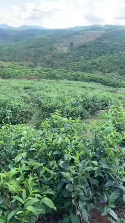 Đất nền 2 sào Nguyễn Văn Cừ, Bảo Lộc, 7200m² - Giá chỉ 1.1 tỷ, cơ hội đầu tư tuyệt vời!