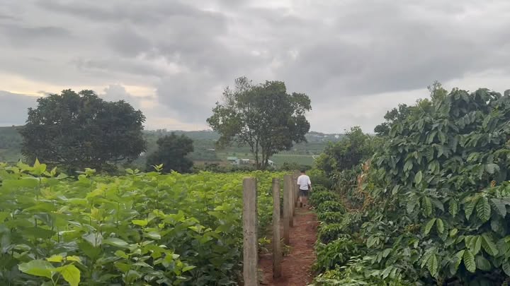 Đất nền Liên Hà 1000m² giá 1.6 tỷ - Sổ hồng chính chủ, thương lượng nhẹ!