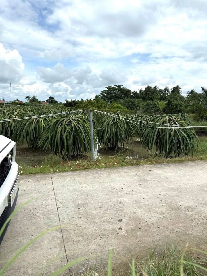 Đất thổ cư Vĩnh Công, Châu Thành, Long An 1255m² giá 1.25 tỷ - Cơ hội đầu tư tuyệt vời!