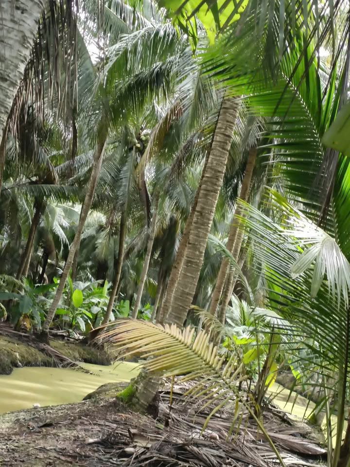 Đất vườn dừa Mỹ Hòa Ba Tri 10.000m² giá 3.24 tỷ - Đầu tư sinh lời cao!