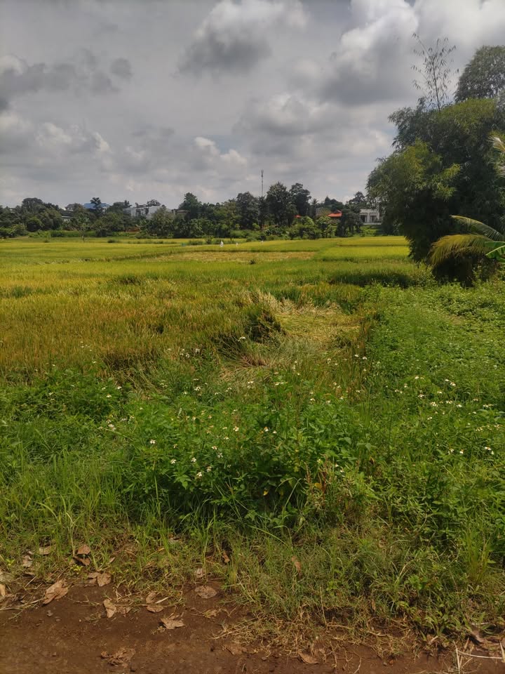 Đất nền Ea Kao 990m² giá 2 tỷ - Cơ hội đầu tư tuyệt vời!