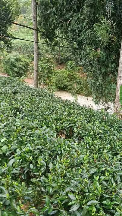 Đất thổ cư Phú Đô Phú Lương 1200m² - Cơ hội đầu tư hấp dẫn!