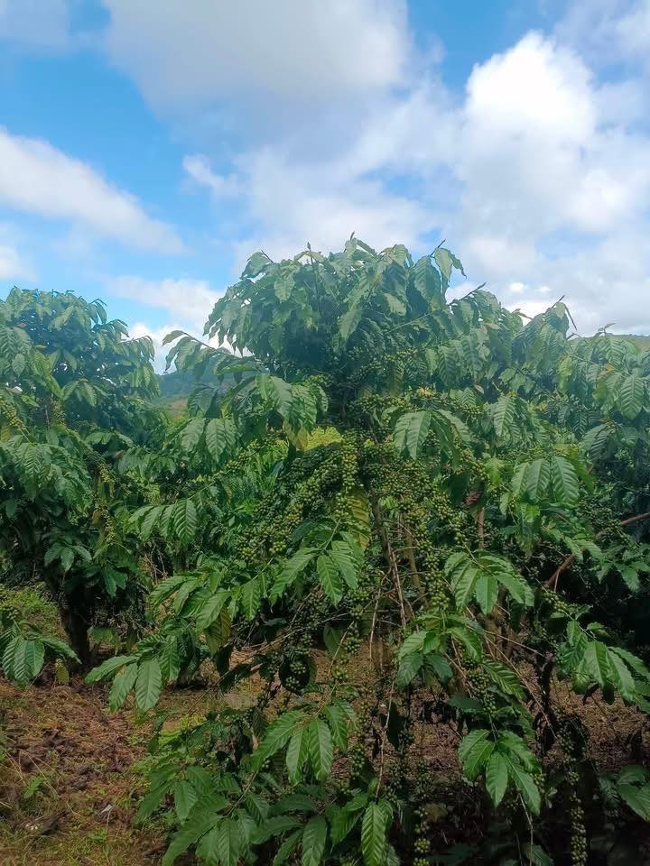 Đất nền Tân Thanh, Lâm Hà 18,000m² giá 2.6 tỷ - Sổ đỏ chính chủ!