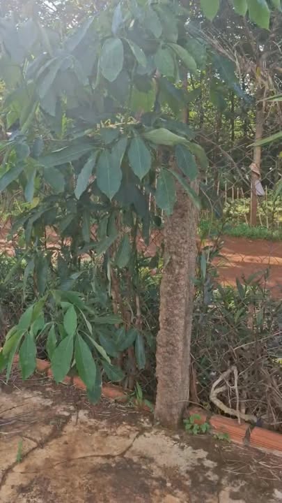 Nhà bán tại Iahlop, Chư Sê, Gia Lai - Diện tích 800m² giá chỉ 465 triệu - Dọn vào ở ngay!