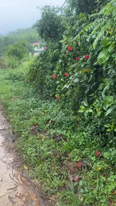 Đất nền Hương Cần, Thanh Sơn 1.085m² giá chỉ 1.05 tỷ - Đầu tư sinh lời!