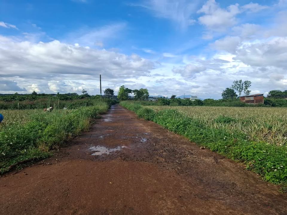 Đất ở hẻm Trường Sa, Phường Diên Hồng, 227m² giá 650 triệu - Cơ hội đầu tư tuyệt vời!