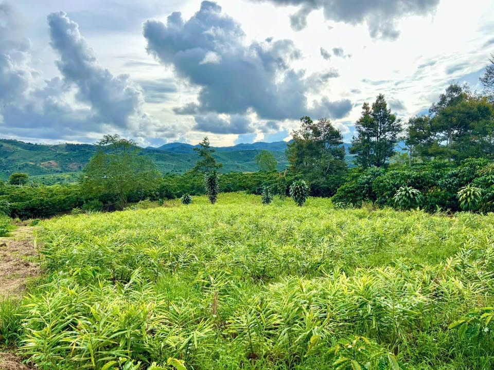 Đất nền 2.300m² đường số 16, Phường 2, Bảo Lộc - Sổ hồng riêng, giá chỉ 1.1 tỷ!