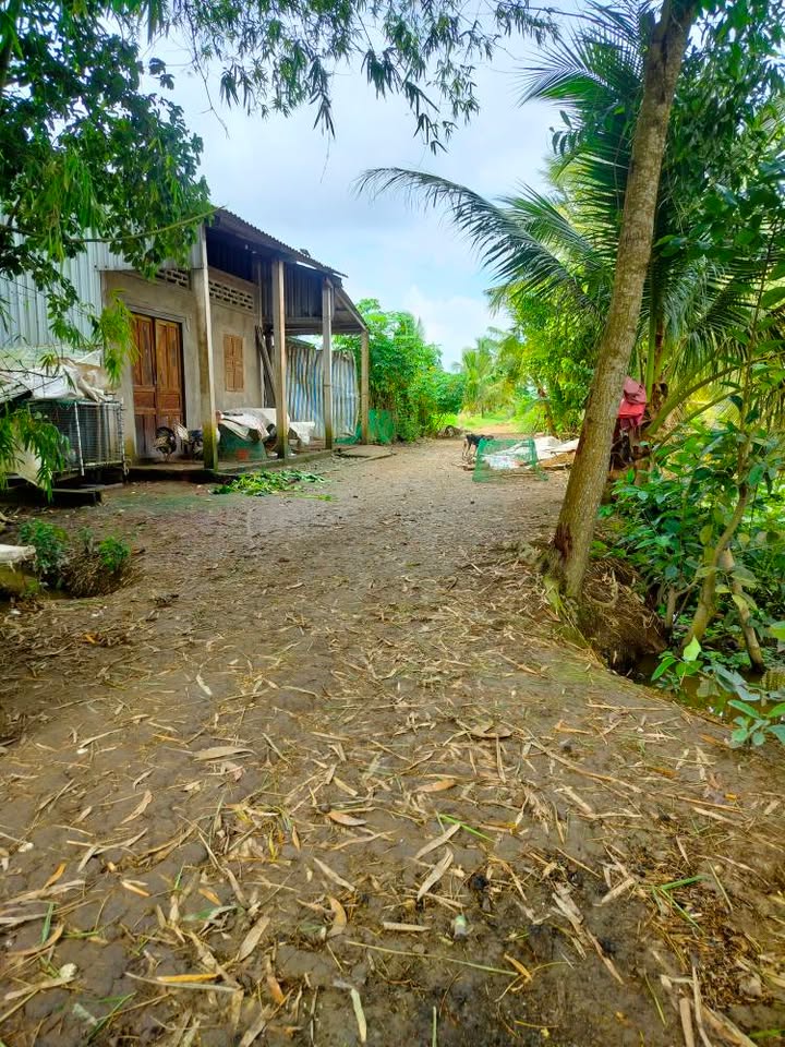 Đất ruộng 5 công tại Mỹ Chánh, Châu Thành - Giá chỉ 700 triệu - Tiềm năng phát triển lớn!