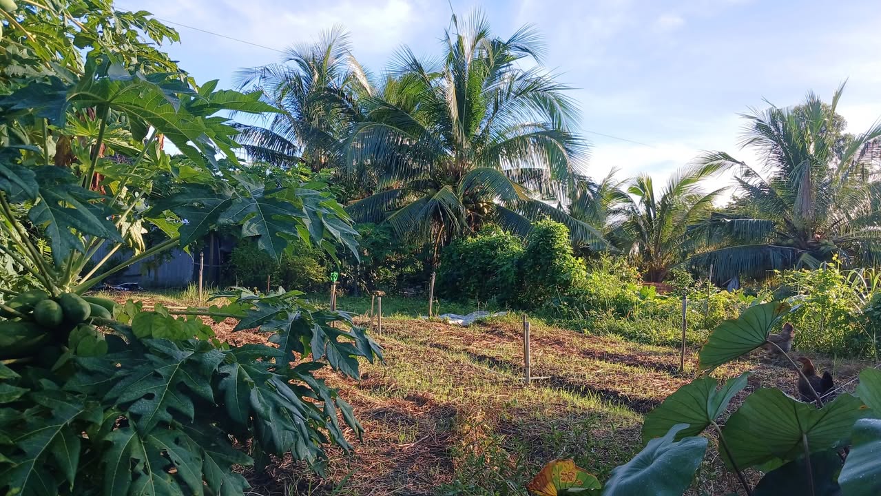 Farm 36 công đất tại Đông Hưng B, Kiên Giang giá 4.68 tỷ - Đầu tư sinh lời ngay!