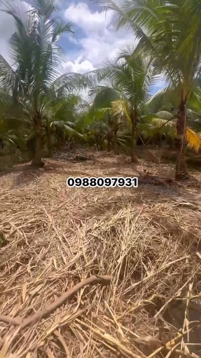 Farm 5.629m² tại An Trường A, Càng Long - Giá 1.463 tỷ - Đầu tư sinh lời!