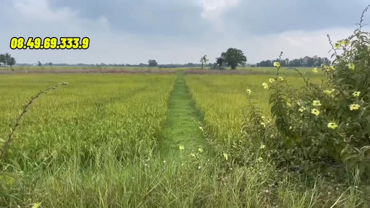 Đất nghỉ dưỡng 1026m² tại Ấp Tân Lập, Bến Cầu, Tây Ninh - Đầu tư sinh lời hấp dẫn!