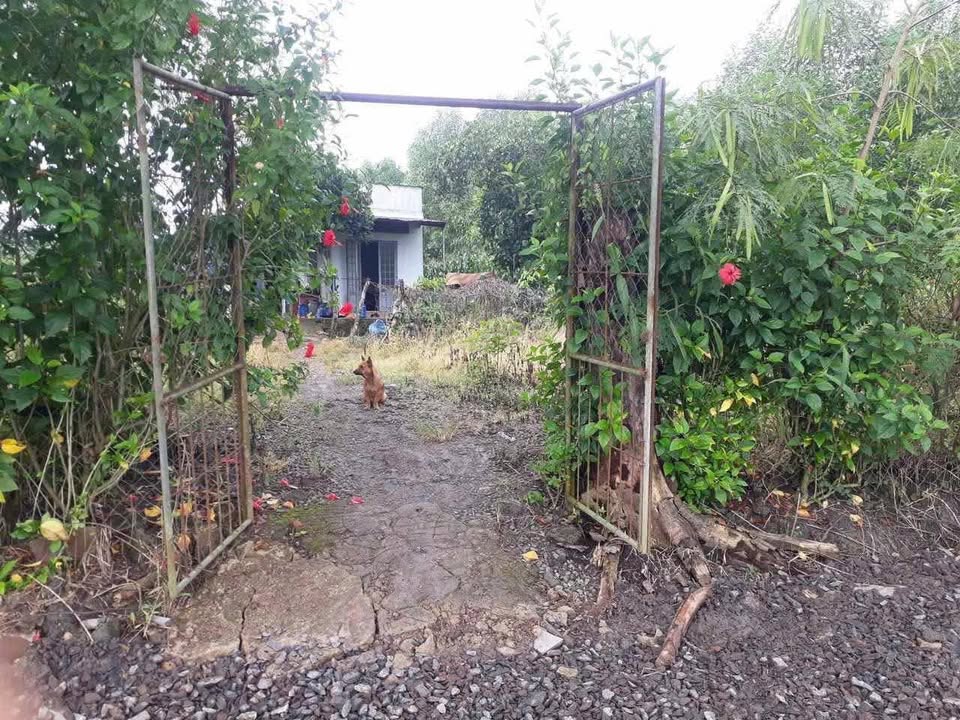 Nhà vườn 500m² Kp6 Vĩnh An giá 1.1 tỷ - Sổ đỏ chính chủ